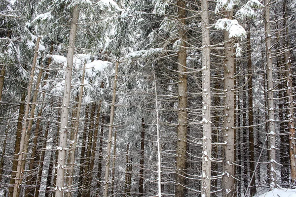 Árboles Cubiertos Heladas Nieve Las Montañas —  Fotos de Stock