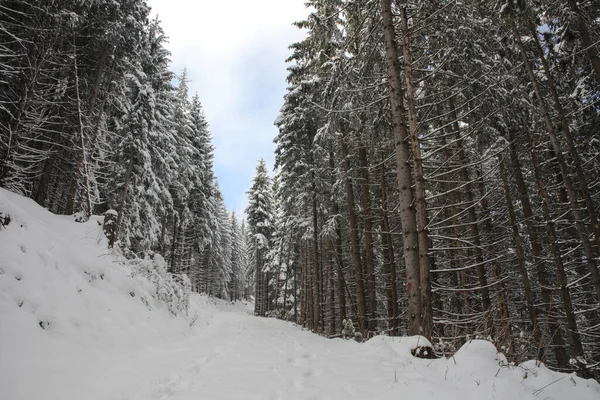 Trees Covered Hoarfrost Snow Mountains — Stock Photo, Image