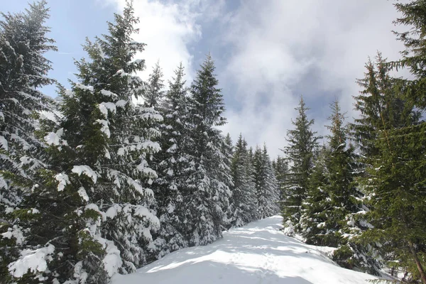 Arbres Couverts Givre Neige Montagne — Photo