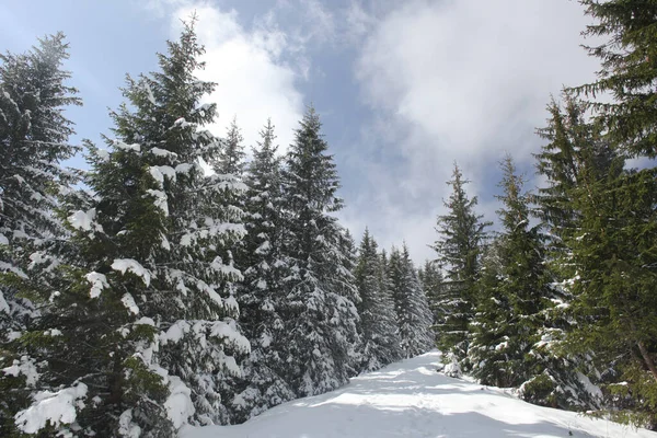 Δέντρα Καλυμμένα Πάγο Και Χιόνι Στα Βουνά — Φωτογραφία Αρχείου