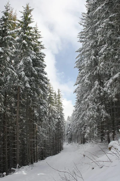 Árboles Cubiertos Heladas Nieve Las Montañas — Foto de Stock