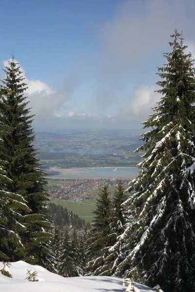 Träd Täckta Med Hesparfrost Och Snö Bergen — Stockfoto