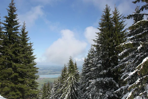 Árboles Cubiertos Heladas Nieve Las Montañas — Foto de Stock