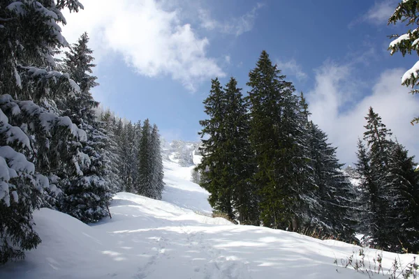 Träd Täckta Med Hesparfrost Och Snö Bergen — Stockfoto