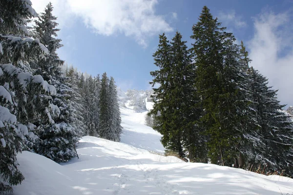 Trees Covered Hoarfrost Snow Mountains — Stock Photo, Image