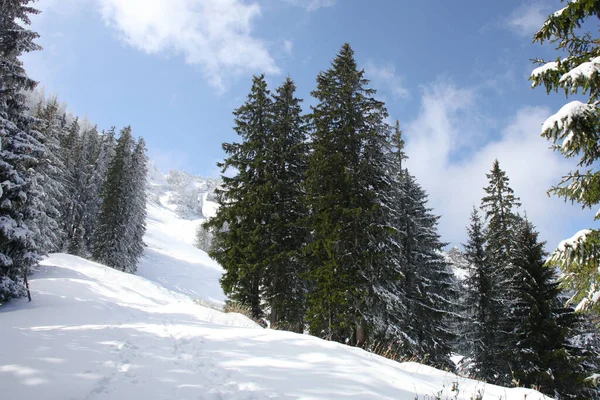 Trees Covered Hoarfrost Snow Mountains — Stock Photo, Image