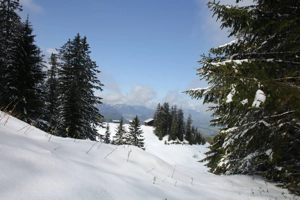 Δέντρα Καλυμμένα Πάγο Και Χιόνι Στα Βουνά — Φωτογραφία Αρχείου