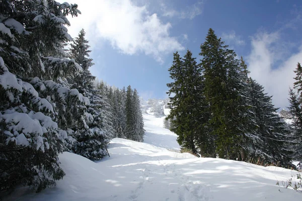 Dağlarda Kar Karla Kaplı Ağaçlar — Stok fotoğraf