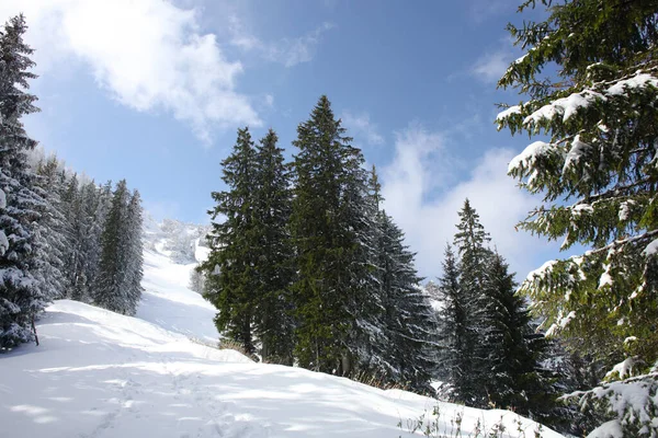 Árboles Cubiertos Heladas Nieve Las Montañas —  Fotos de Stock