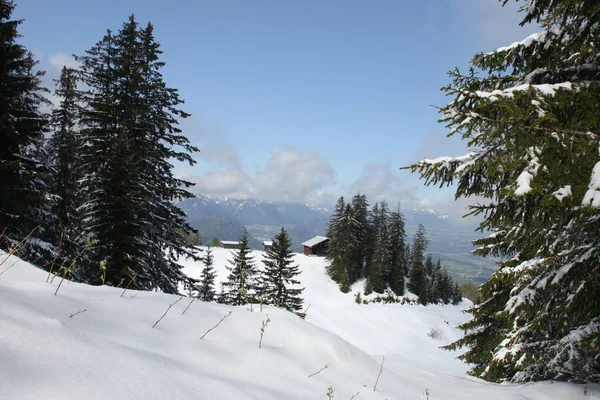 Trees Covered Hoarfrost Snow Mountains — Stock Photo, Image