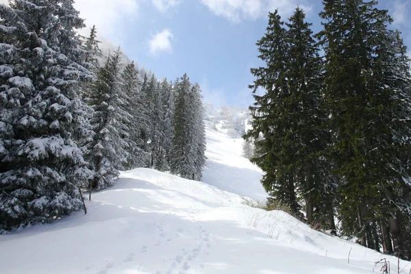 Árboles Cubiertos Heladas Nieve Las Montañas —  Fotos de Stock