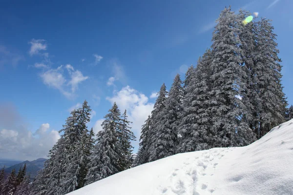 山上覆盖着白霜和雪的树木 — 图库照片