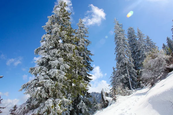 山上覆盖着白霜和雪的树木 — 图库照片