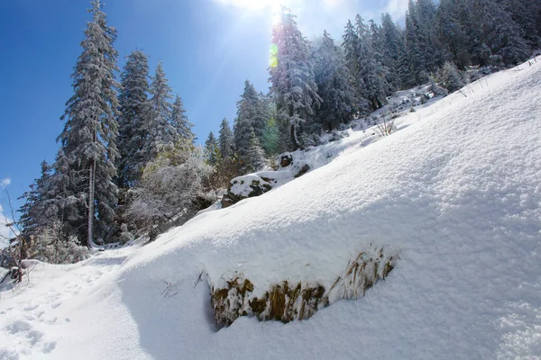 Árvores Cobertas Com Geada Neve Nas Montanhas — Fotografia de Stock