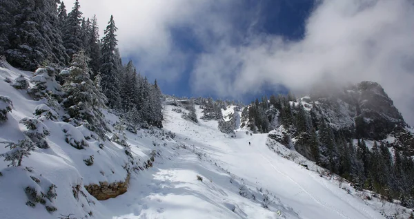 Árboles Cubiertos Heladas Nieve Las Montañas —  Fotos de Stock