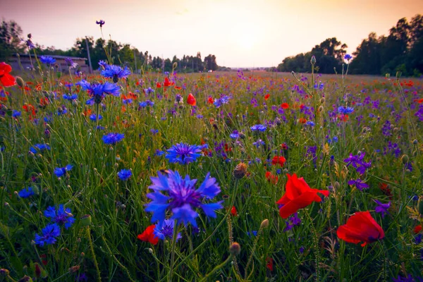 Papaveri Fiordalisi Camomille Giugno Fiori Campo Estivo Durante Tramonto — Foto Stock