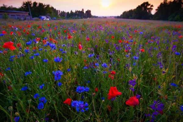 Poppies, cornflowers and camomiles june flowers summer field during the sunset