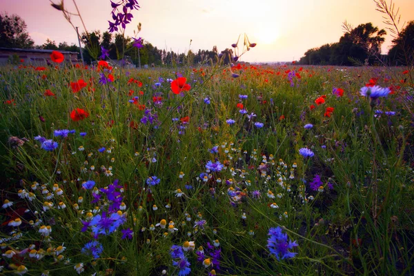 Papaveri Fiordalisi Camomille Giugno Fiori Campo Estivo Durante Tramonto — Foto Stock