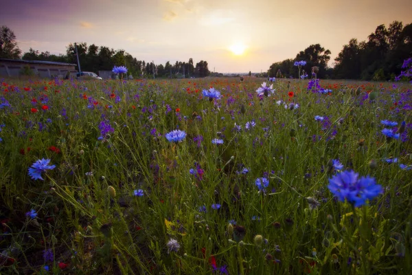 Poppies Korenbloemen Kamille Juni Bloemen Zomer Veld Tijdens Zonsondergang — Stockfoto