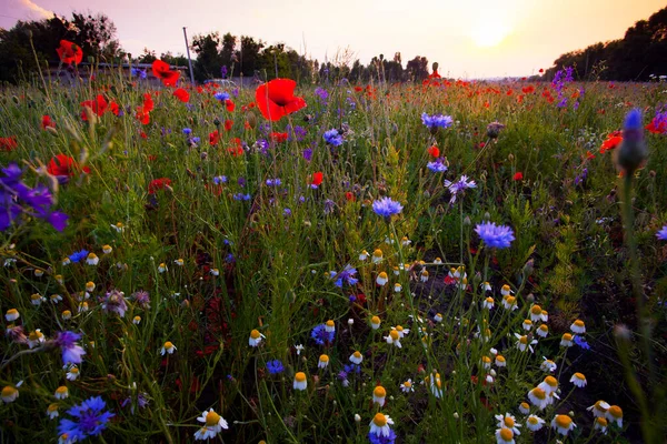 Maki Chabry Rumianki Czerwiec Kwiaty Lato Pole Podczas Zachodu Słońca — Zdjęcie stockowe
