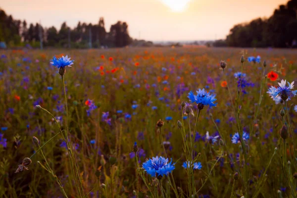 Poppies Korenbloemen Kamille Juni Bloemen Zomer Veld Tijdens Zonsondergang — Stockfoto