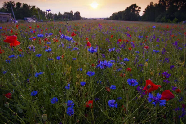 Papaveri Fiordalisi Camomille Giugno Fiori Campo Estivo Durante Tramonto — Foto Stock