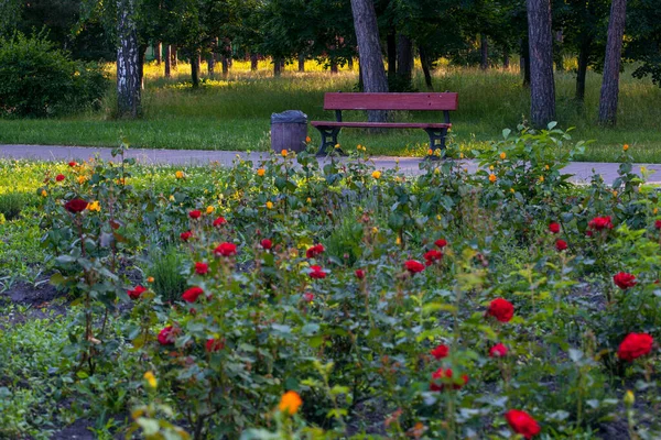 美しいバラの花壇に囲まれたベンチがある公園の路地 Peremology Park Kyiv Ukraine — ストック写真