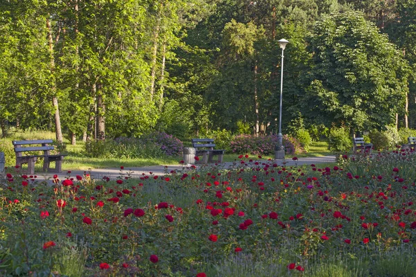 美しいバラの花壇に囲まれたベンチがある公園の路地 Peremology Park Kyiv Ukraine — ストック写真