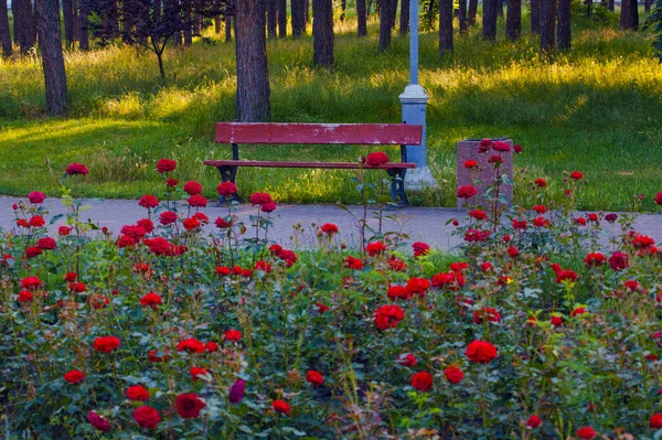 Aleja Parkowa Ławkami Otoczona Pięknymi Kwiatami Róż Park Peremogy Kijów — Zdjęcie stockowe