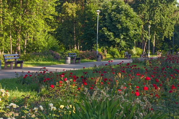 美しいバラの花壇に囲まれたベンチがある公園の路地 Peremology Park Kyiv Ukraine — ストック写真