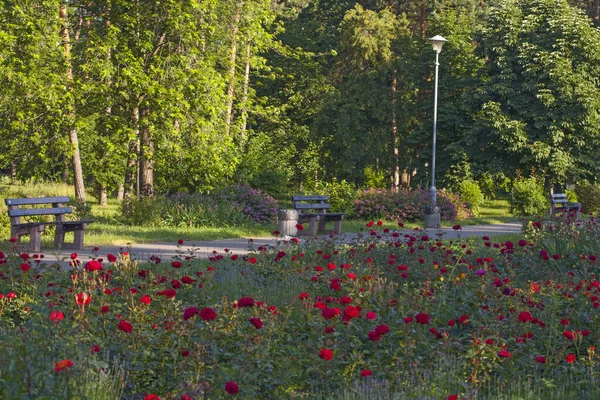 美しいバラの花壇に囲まれたベンチがある公園の路地 Peremology Park Kyiv Ukraine — ストック写真