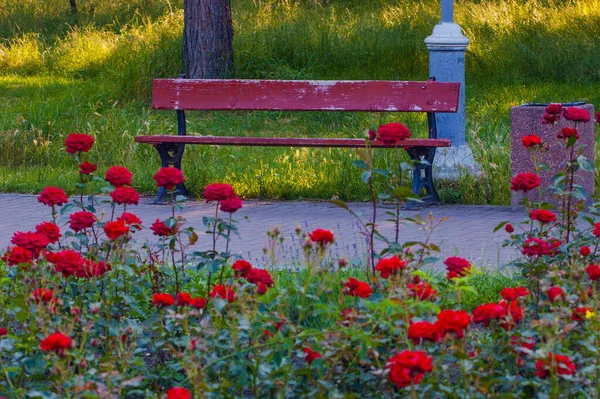 Aleja Parkowa Ławkami Otoczona Pięknymi Kwiatami Róż Park Peremogy Kijów — Zdjęcie stockowe