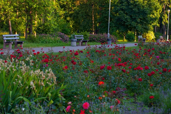 Allée Parc Avec Des Bancs Entouré Beaux Parterres Fleurs Roses — Photo