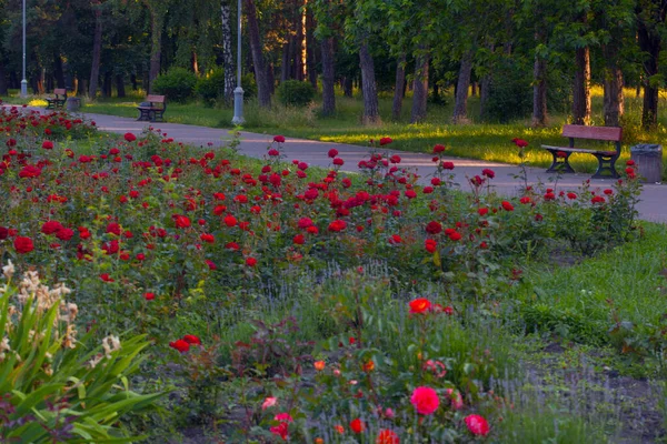 Park Ulička Lavicemi Obklopen Krásnými Růžemi Květinové Záhony Peremogy Park — Stock fotografie