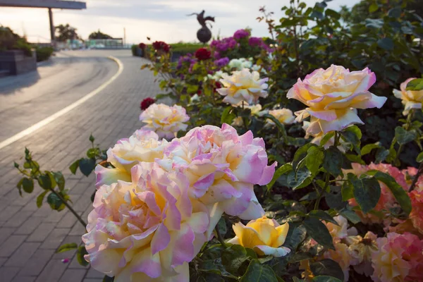 Beco Bonito Com Rosas Florescentes Com Estátua Pomba Monumento Ivan — Fotografia de Stock