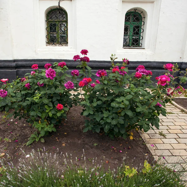 Schöne Frische Rosen Juni Der Nähe Des Gebäudes Kyivo Pecherska — Stockfoto