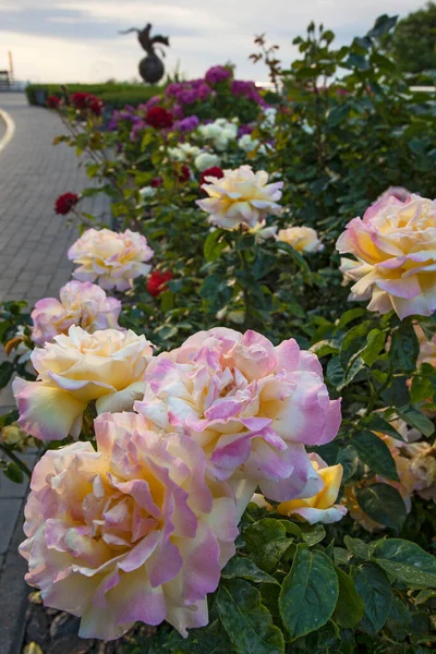 Bellissimo Vicolo Con Rose Fiore Con Statua Della Colomba Monumento — Foto Stock