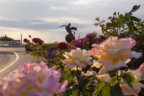 Beco Bonito Com Rosas Florescentes Com Estátua Pomba Monumento Ivan — Fotografia de Stock