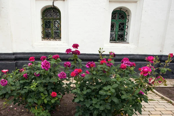 Schöne Frische Rosen Juni Der Nähe Des Gebäudes Kyivo Pecherska — Stockfoto