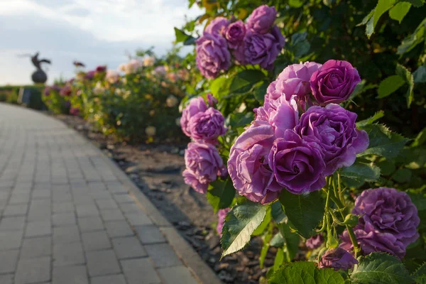 Gyönyörű Sikátor Virágzó Rózsákkal Galamb Szoborral Ivan Mazepa Emlékműve Kijev — Stock Fotó