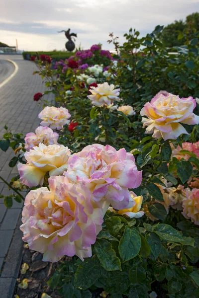 Beco Bonito Com Rosas Florescentes Com Estátua Pomba Monumento Ivan — Fotografia de Stock