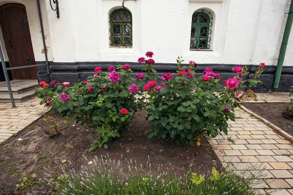 Schöne Frische Rosen Juni Der Nähe Des Gebäudes Kyivo Pecherska — Stockfoto