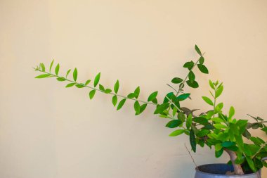 Güzel bir bitki, Atina sokaklarında süsleme.