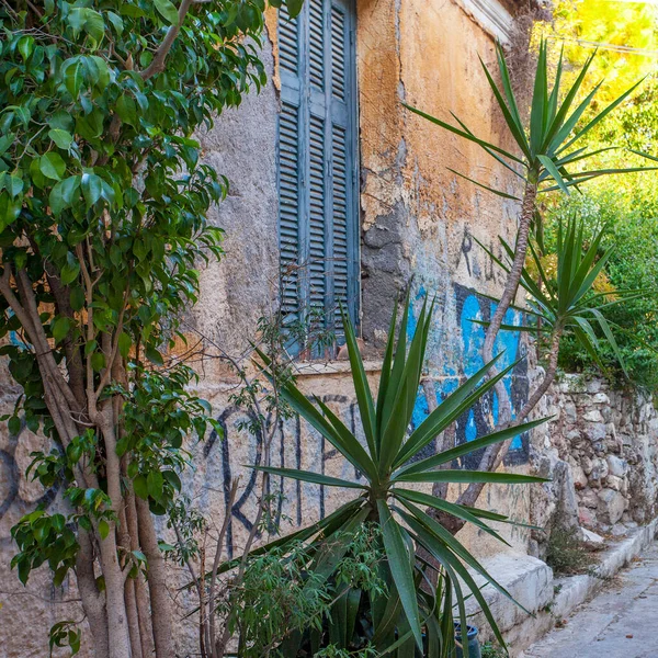 Dracaena Árbol Cerca Casa Calle Atenas Grecia —  Fotos de Stock