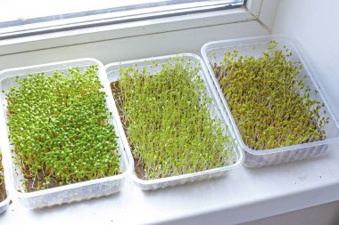Assortment of microgreen plants standing near the window