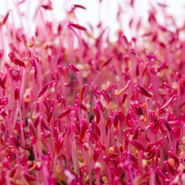 Bright Pink Amaranth Microgreen Plants Background — Stock Photo, Image