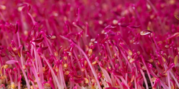 Luminoso Rosa Amaranto Microverde Piante Sfondo — Foto Stock