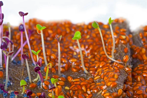 Amaranto Rosa Brilhante Plantas Microverdes Fundo — Fotografia de Stock