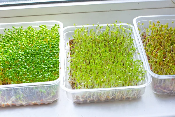 Assortment Microgreen Plants Standing Window — Zdjęcie stockowe