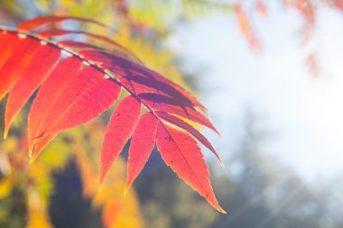 Ağaçta sonbahar yaprakları